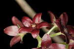 Maroon Carolina milkvine